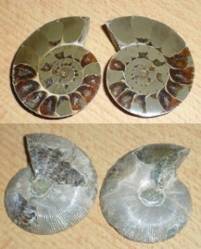 Ammonit Pärchen, energetisiert