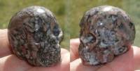Crinoid Fossil Kristallschädel