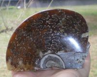 großer Ammonit Kristallschädel 270 g